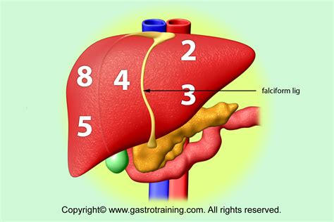 pegogram|Gastroenterology Education and CPD for trainees and specialists。